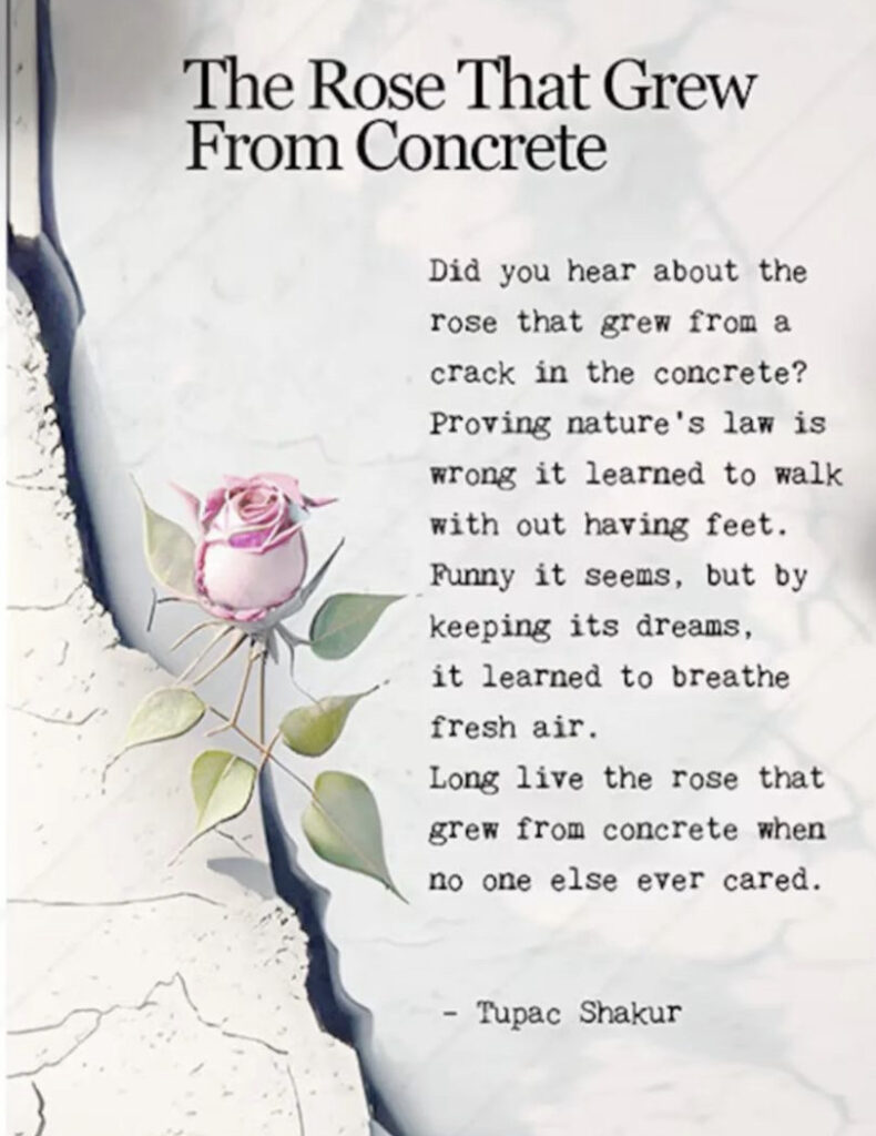 Tupac Shakur Poem About The Rose That Grew From Concrete